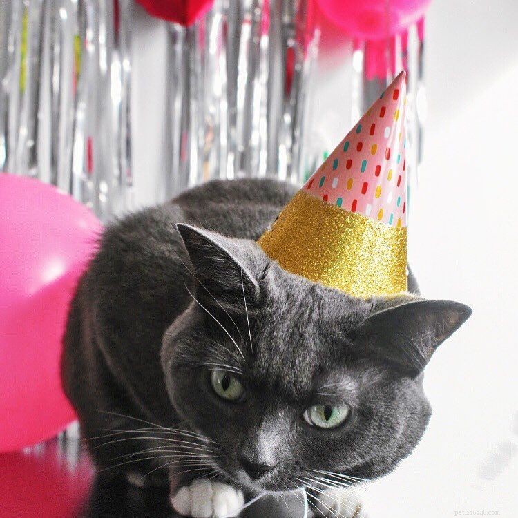 8 roliga sätt att fira din katts födelsedag