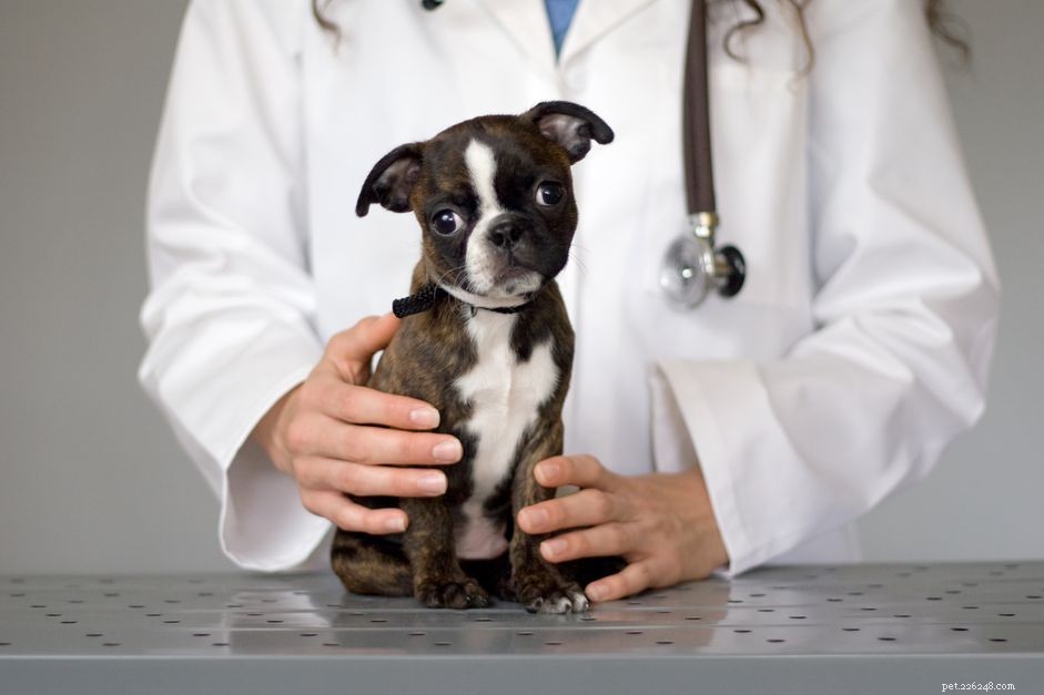 Dezinfekce vašeho domova po parvoviróze u psů