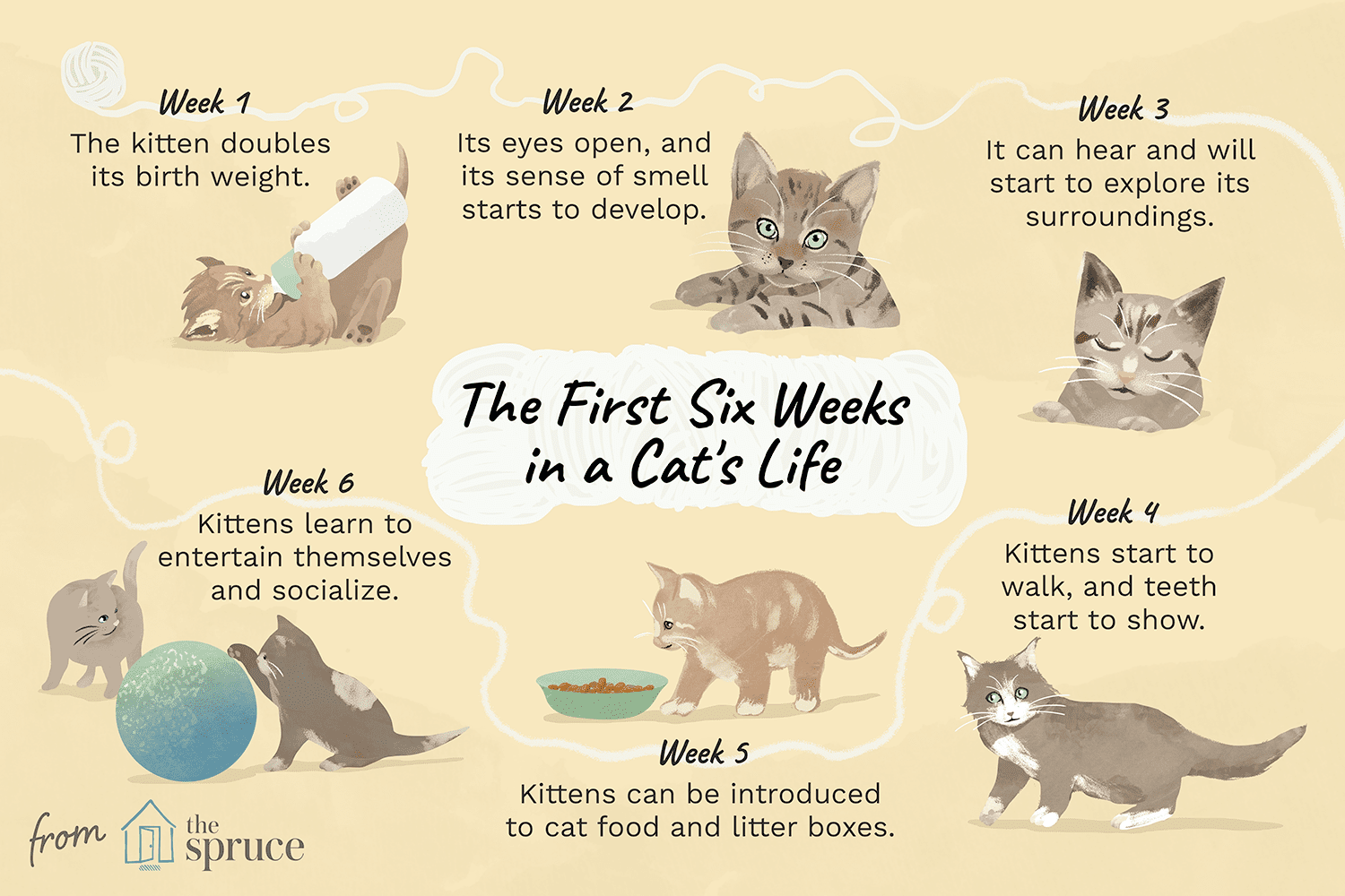 Vývoj vašich koťat v prvních šesti týdnech