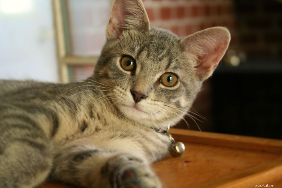 Anisokorie u koček:Když jsou velikosti zornic nestejné