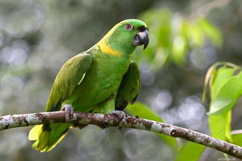 Pappagallo amazzone dalla nuca gialla:profilo delle specie di uccelli