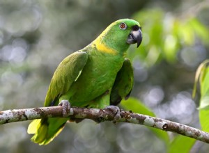 Papagaio da Amazônia:perfil da espécie de pássaro