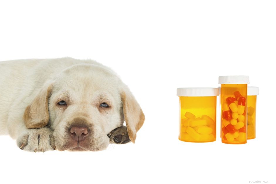 Is Ibuprofen veilig voor honden?
