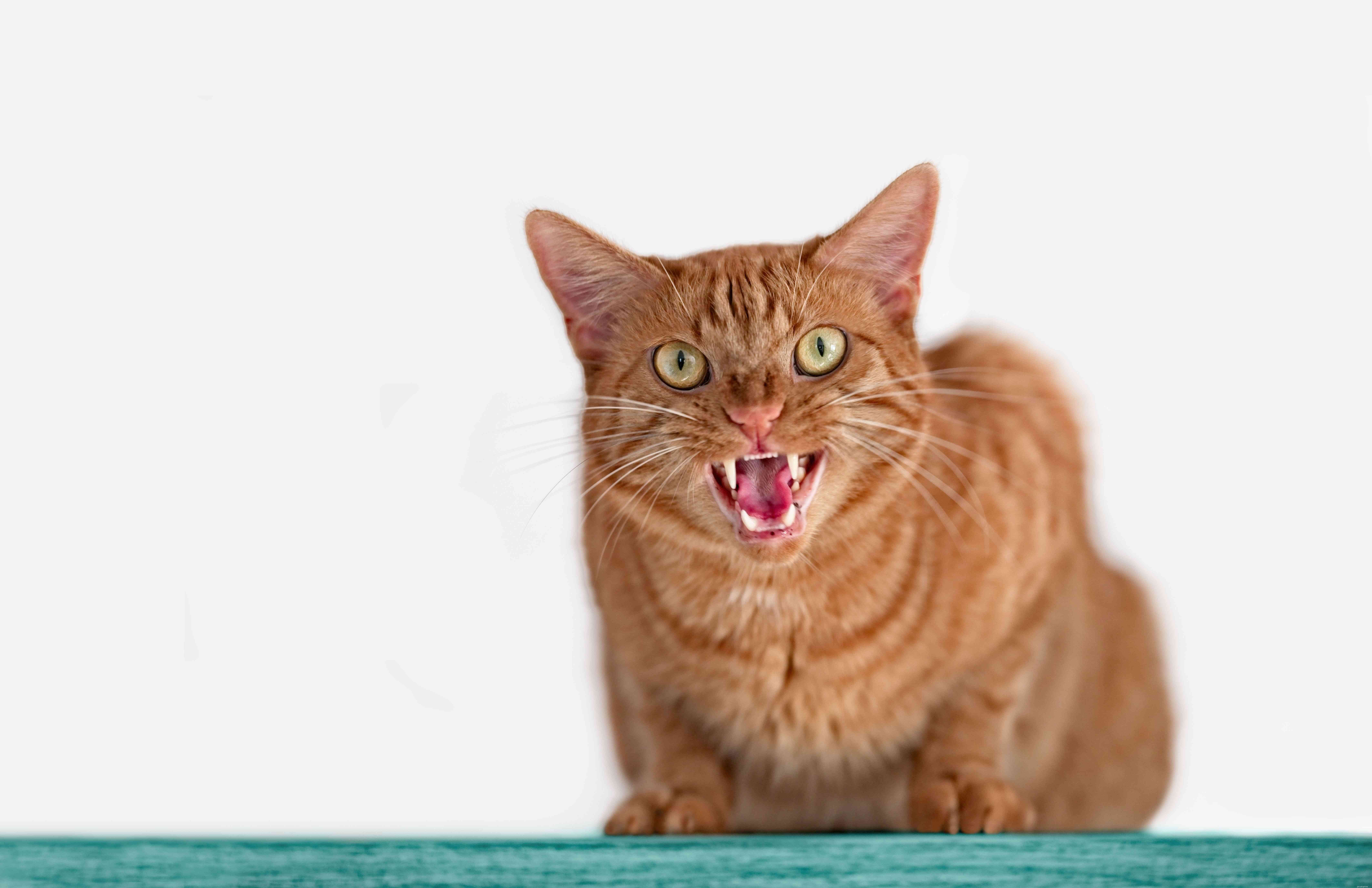Příznaky vztekliny u koček