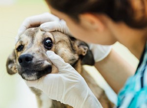 犬の赤くかゆみを伴う目の家庭での治療 