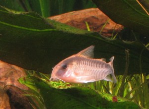 Skunk Cory:perfil da espécie de peixe