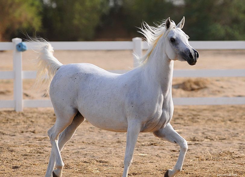 10の最も人気のある馬の品種と馬の種類 