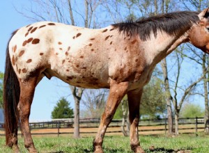 10 raças e tipos de cavalos mais populares