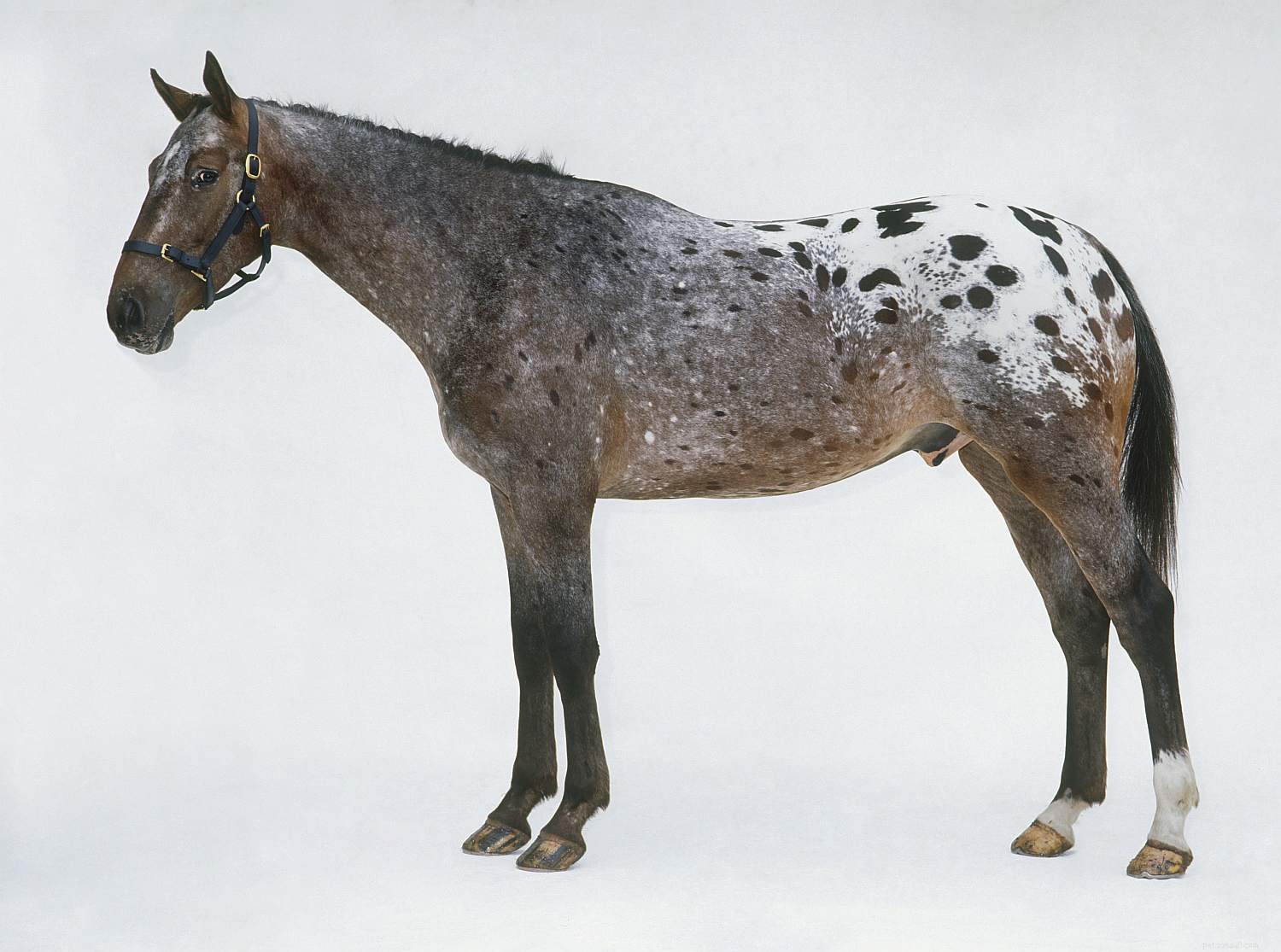 10の最も人気のある馬の品種と馬の種類 