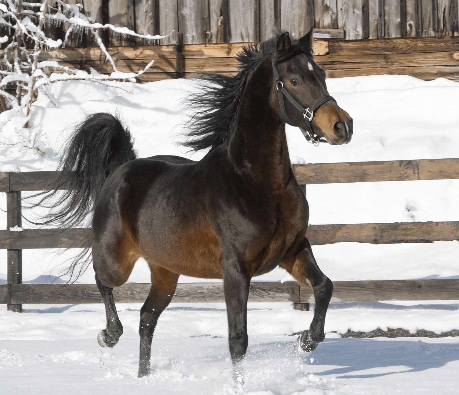 10 raças e tipos de cavalos mais populares