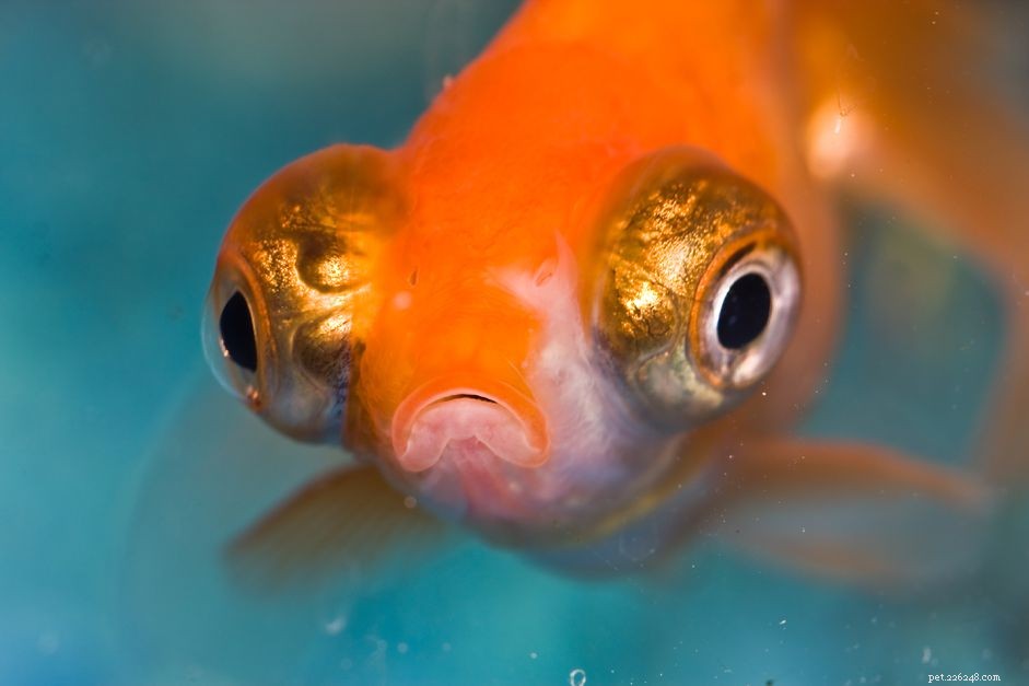 수족관 물고기의 뽀빠이병