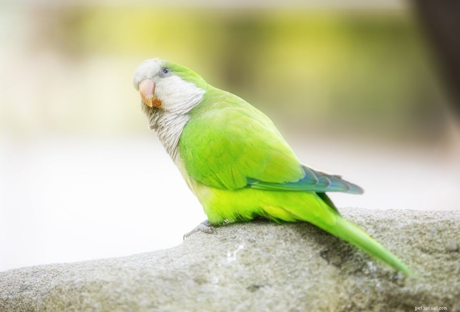 5 interessante feiten over Quaker-papegaaien