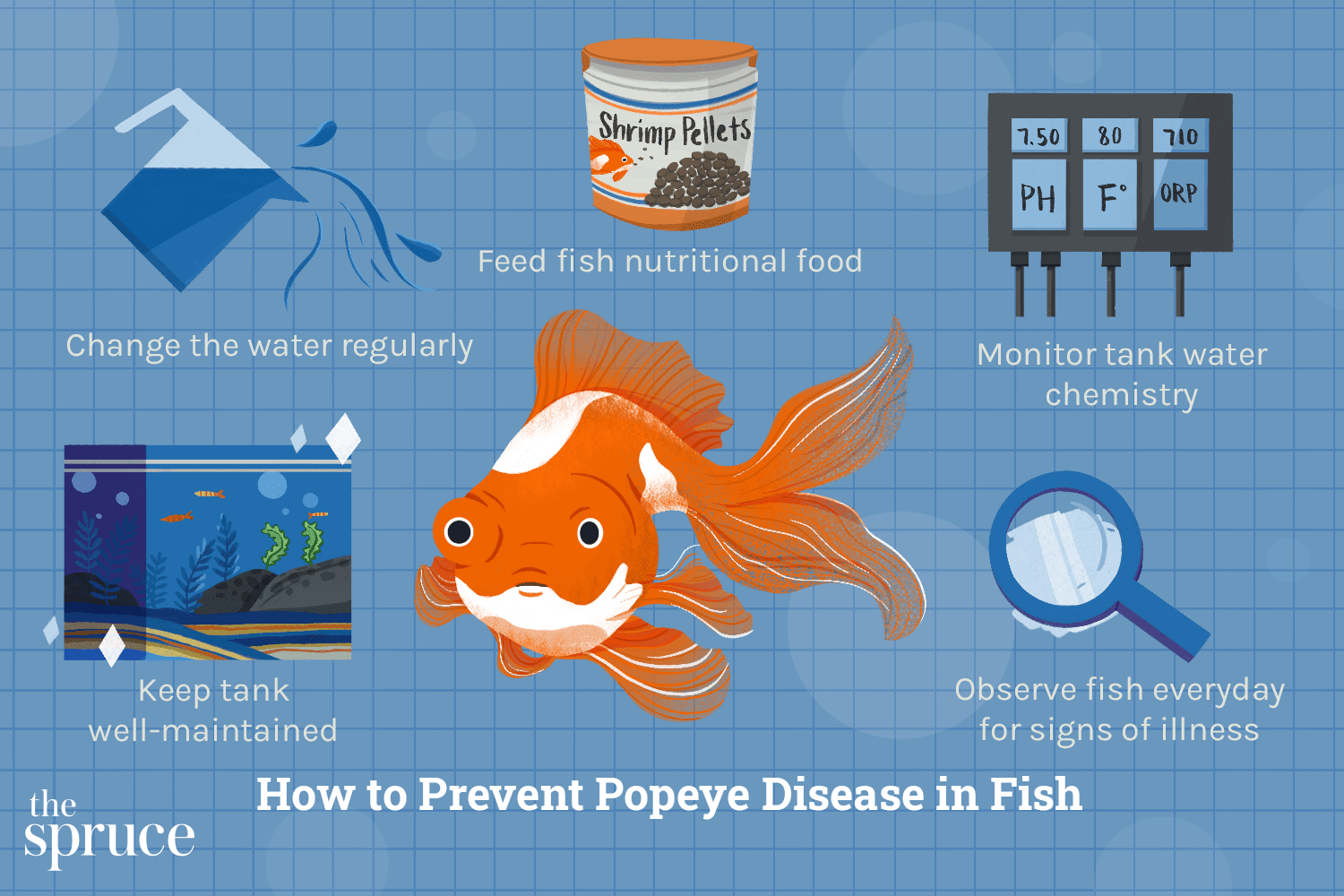 Malattia del Popeye nei pesci d acquario