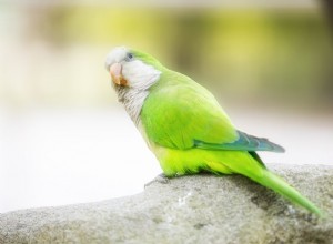 5 zajímavých faktů o kvakerských papoušcích