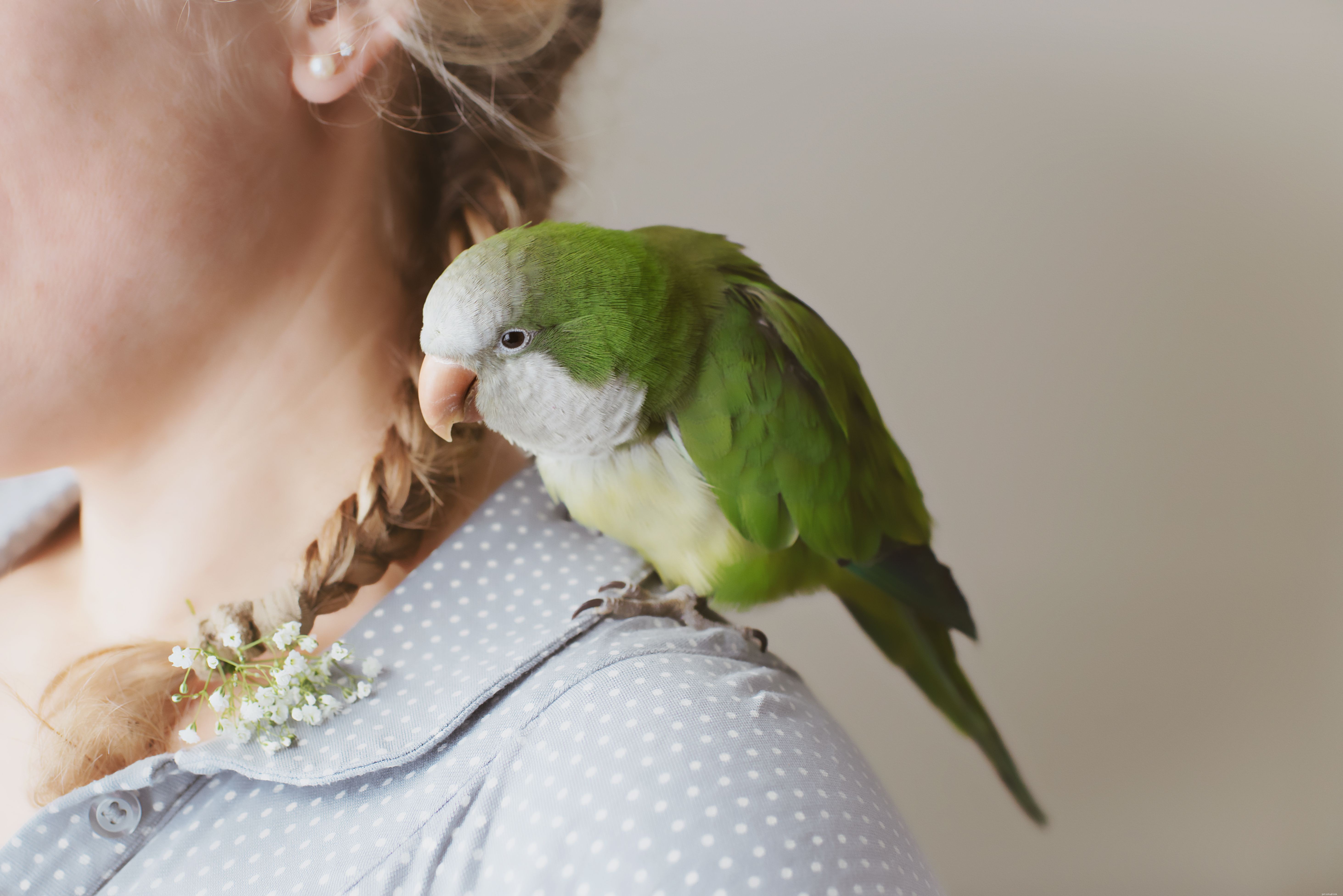 5 interessante feiten over Quaker-papegaaien