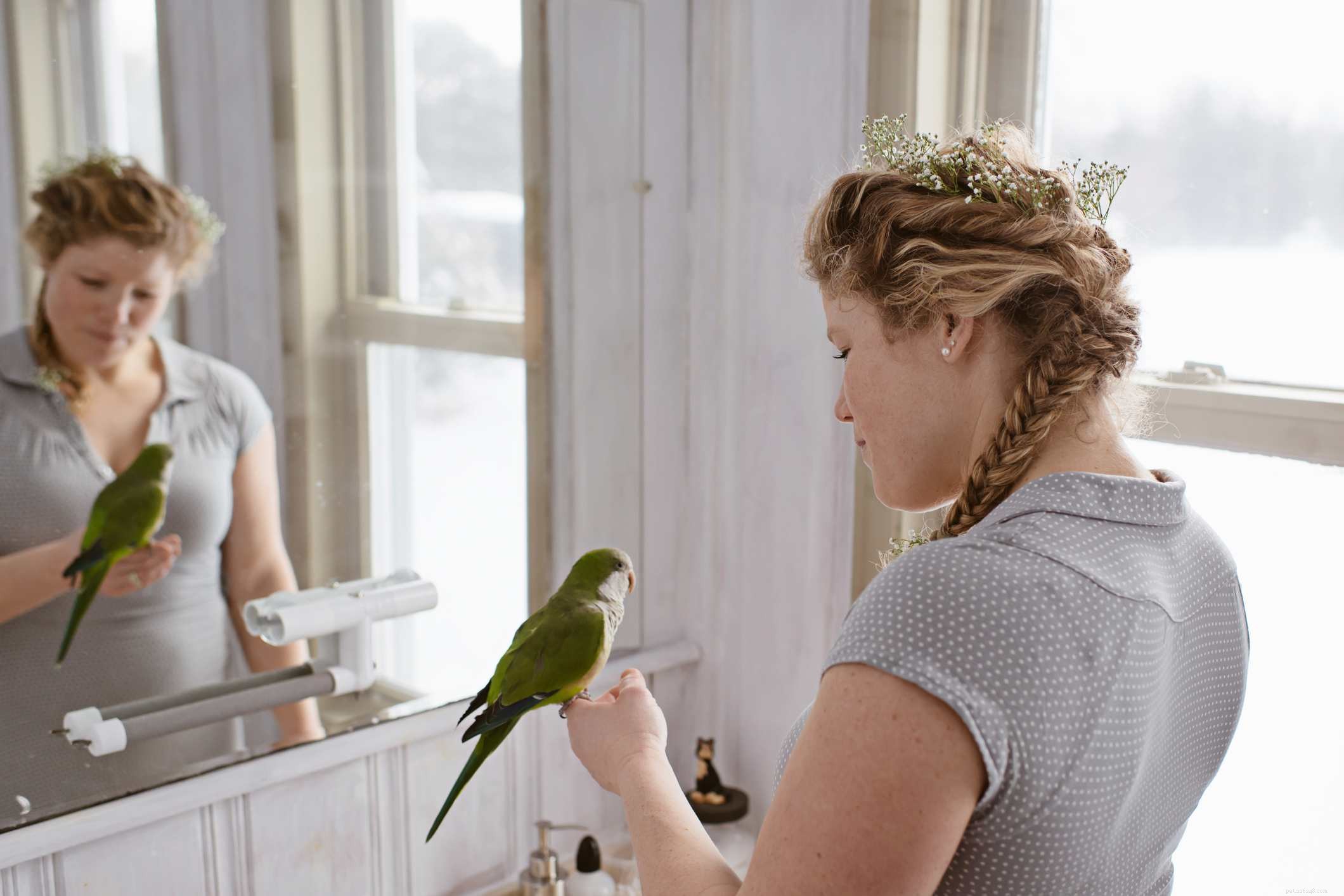 5 intressanta fakta om Quaker Parrots
