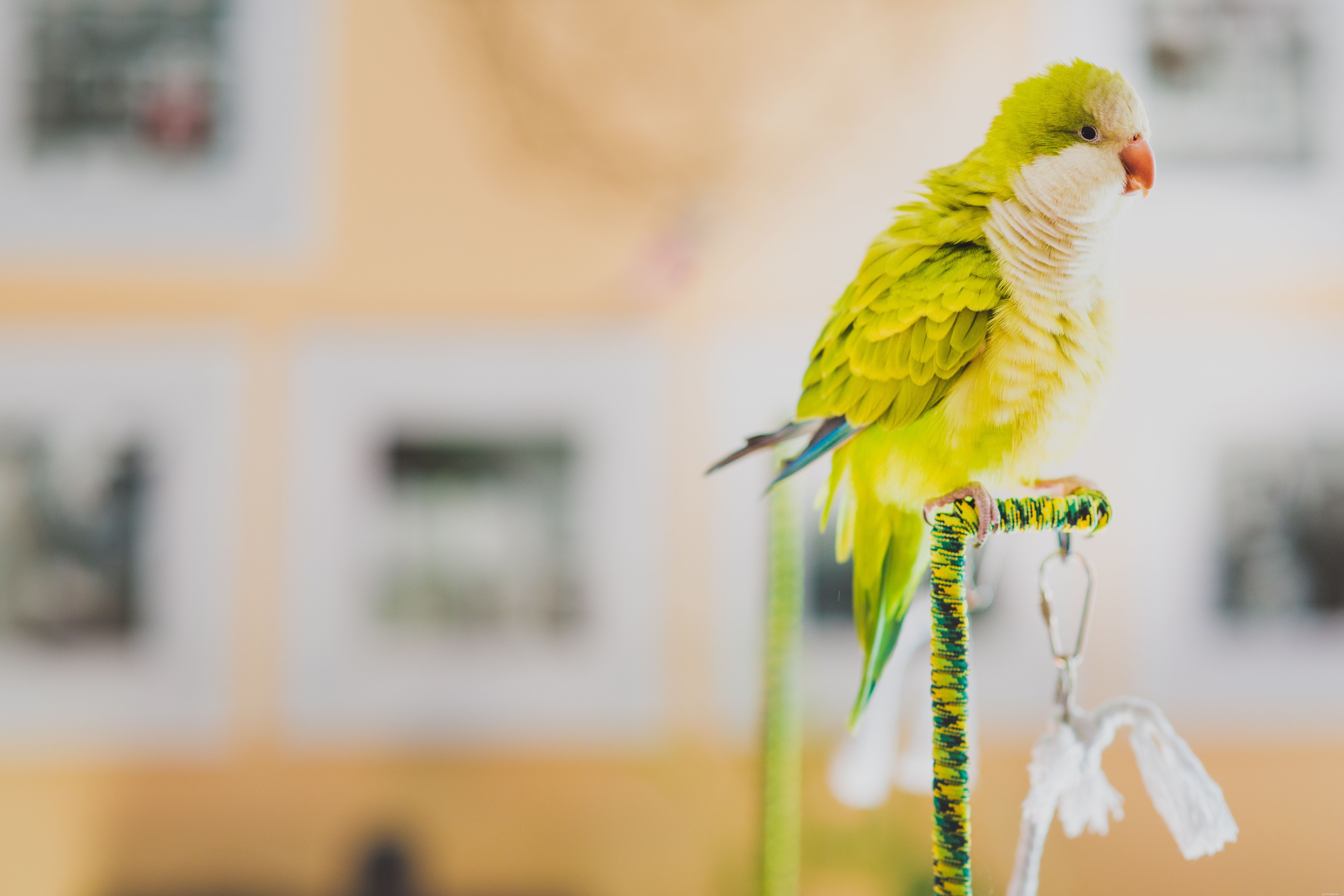 5 fatos interessantes sobre papagaios Quaker