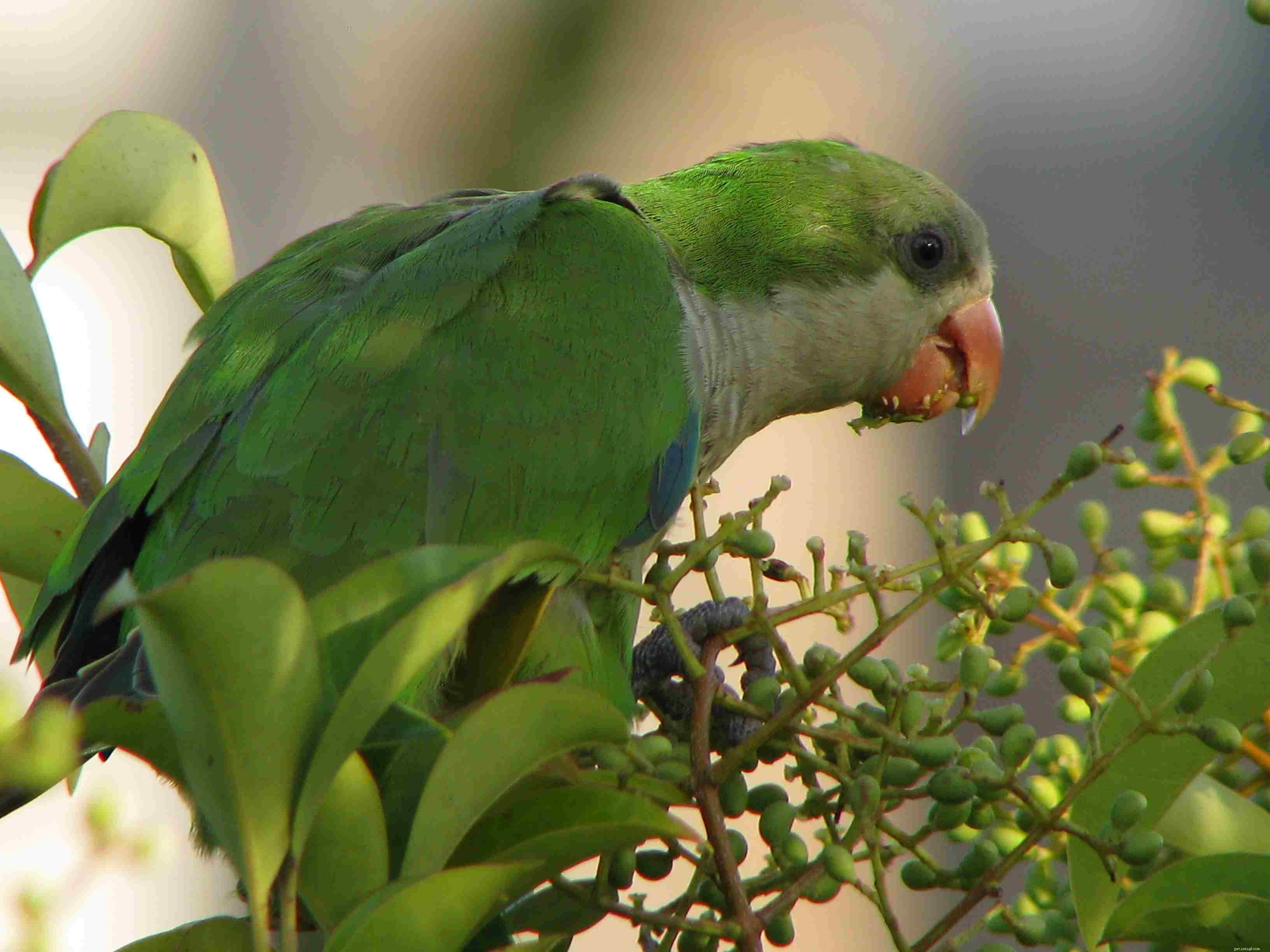 5 intressanta fakta om Quaker Parrots