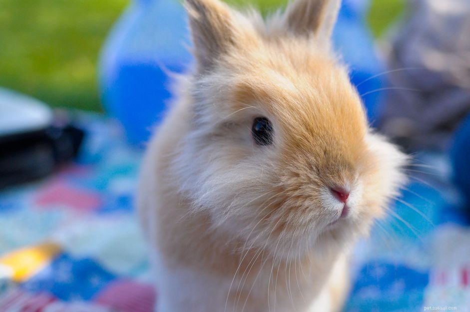 ウサギの頭の傾き：原因と治療 