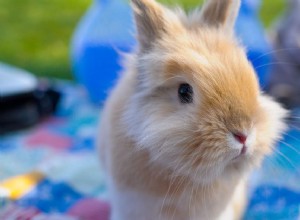 Inclinação da cabeça em coelhos:causas e tratamento