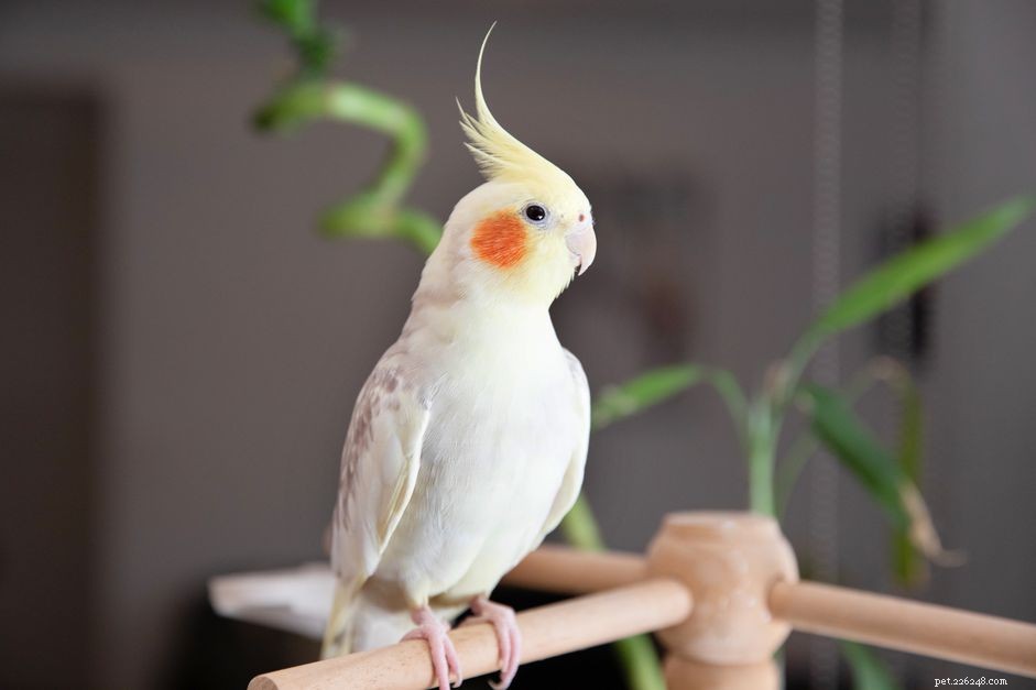 8 bästa små husdjursfåglar