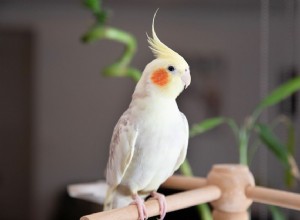 8 лучших мелких домашних птиц