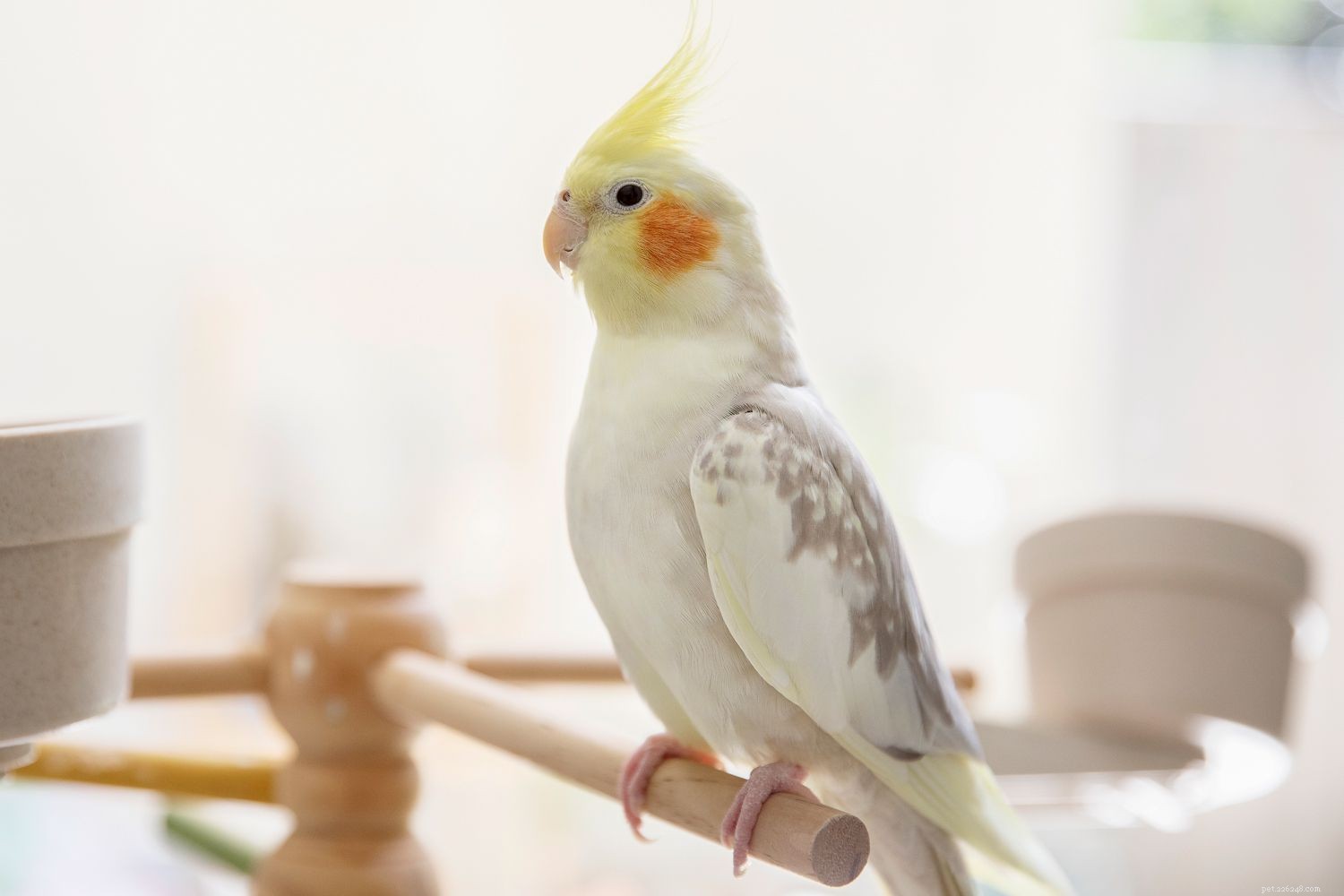 8 nejlepších malých ptáků v zájmovém chovu