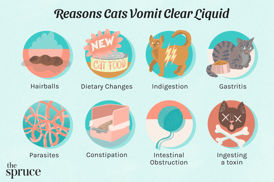 O que significa quando seu gato está vomitando líquido claro
