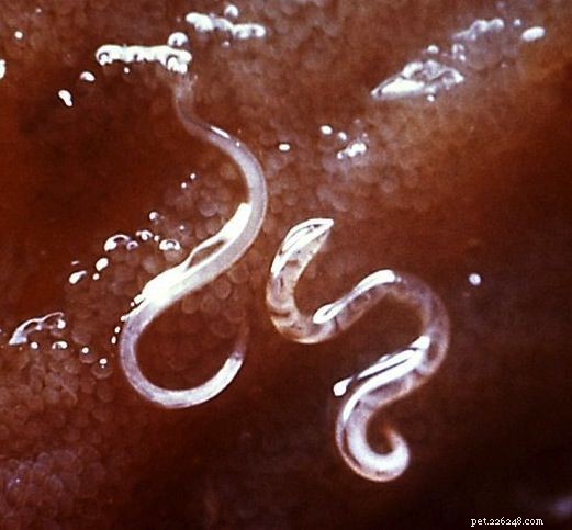 Обычные черви и кишечные паразиты у собак