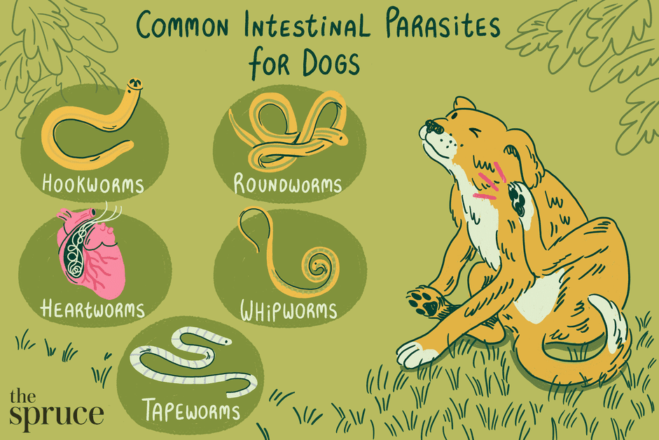 Vermes comuns e parasitas intestinais em cães