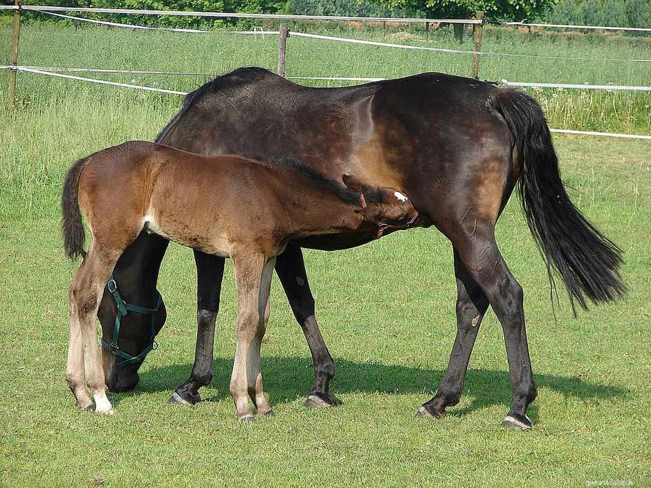あなたの牝馬が妊娠しているかどうか、そしてなぜそれが重要なのかを見分ける方法 