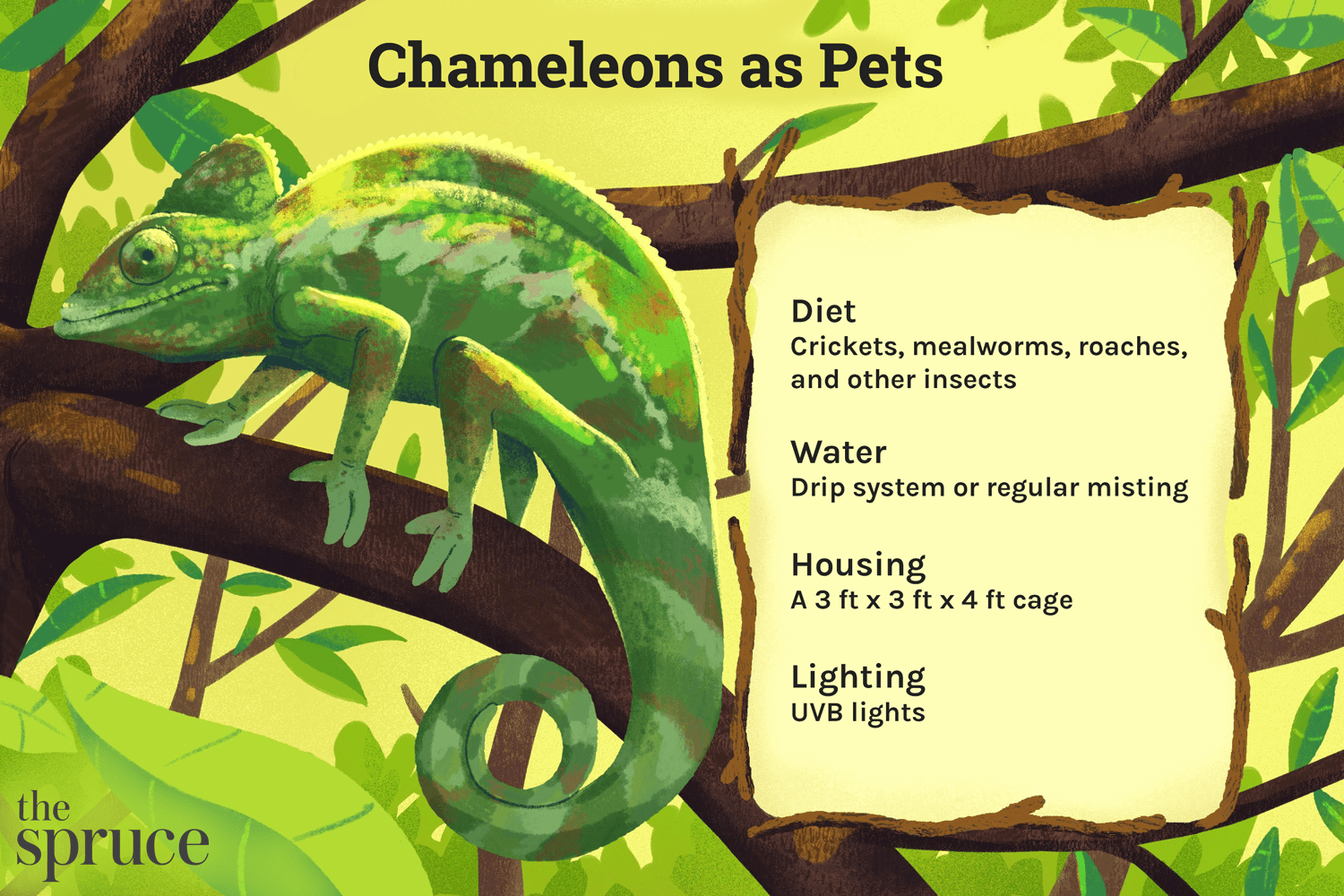 Péče o domácí chameleony