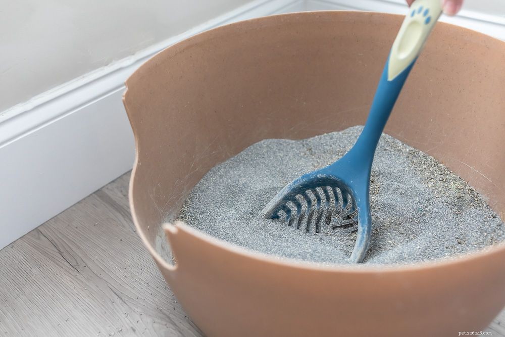 Comment empêcher votre chat d uriner à l extérieur du bac à litière