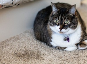 猫がトイレの外でおしっこをするのを防ぐ方法 
