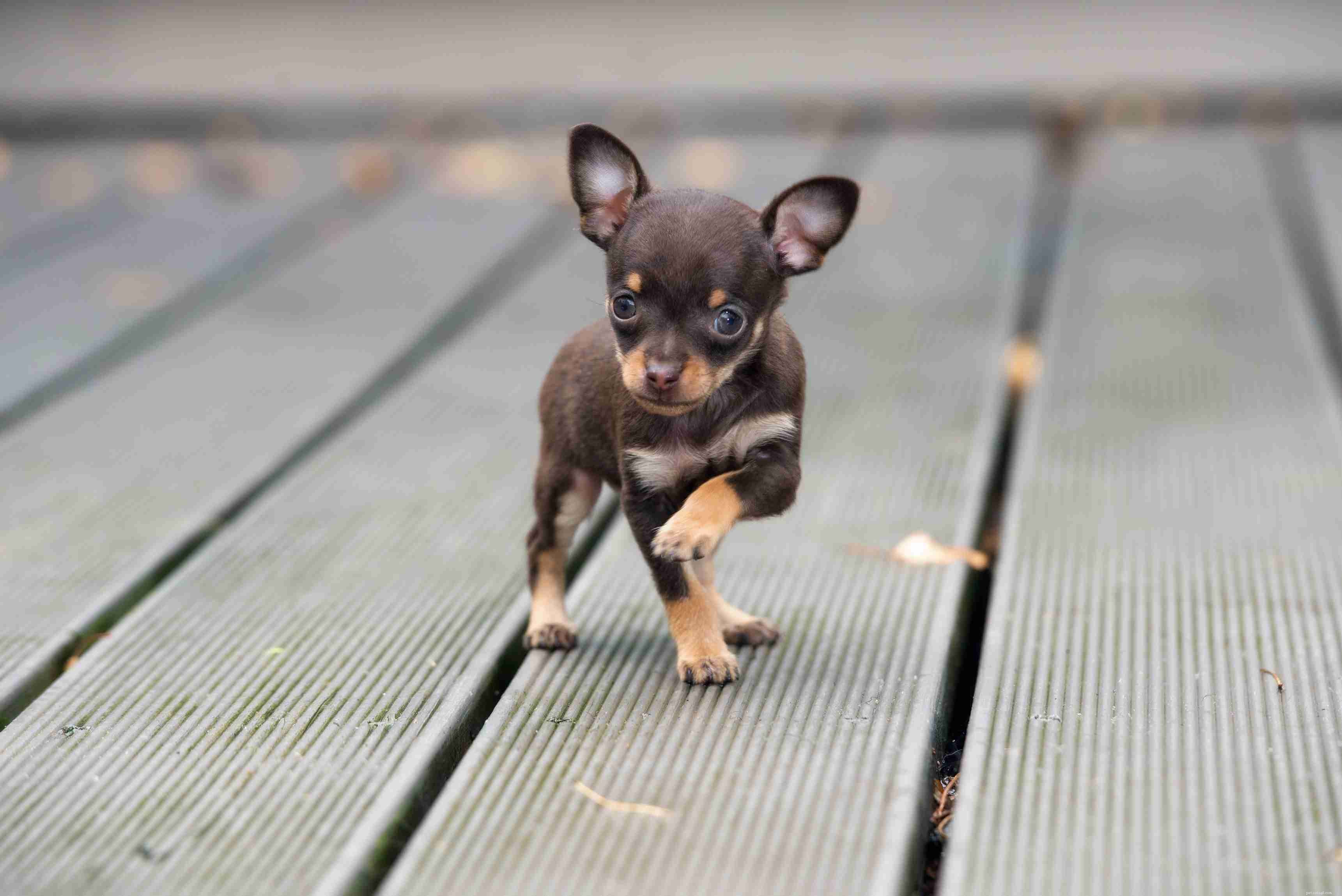 10 tekoppshundraser för små hundälskare