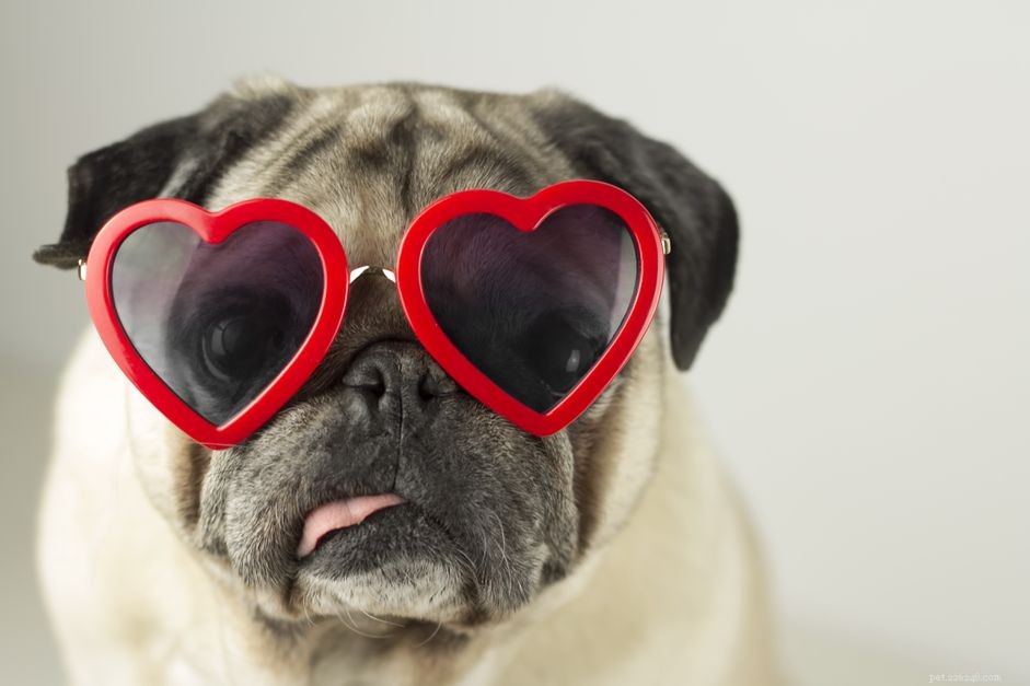 5 manieren om uw huisdier deze Valentijnsdag te vieren
