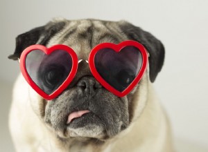 이 발렌타인 데이에 반려동물을 축하하는 5가지 방법