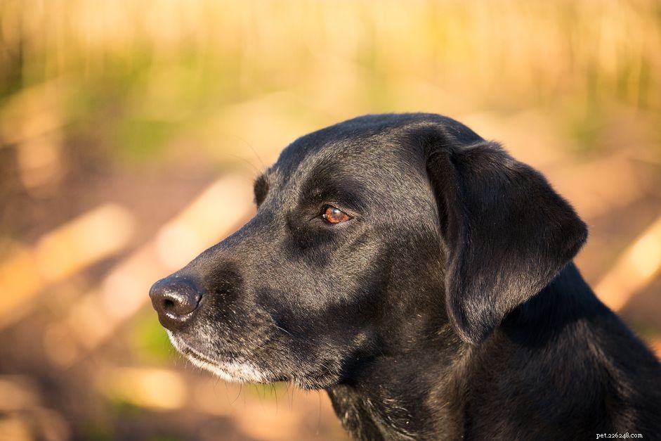 Opções de tratamento para artrite em cães