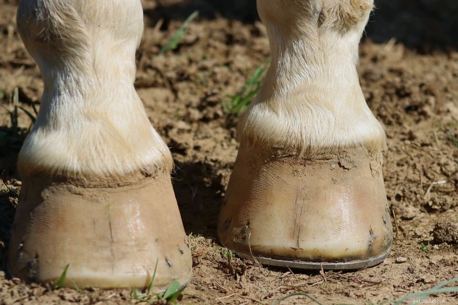 말은 신발을 신어야 합니까 아니면 맨발로 가야 합니까?