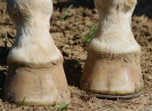 Seu cavalo deve usar sapatos ou andar descalço?