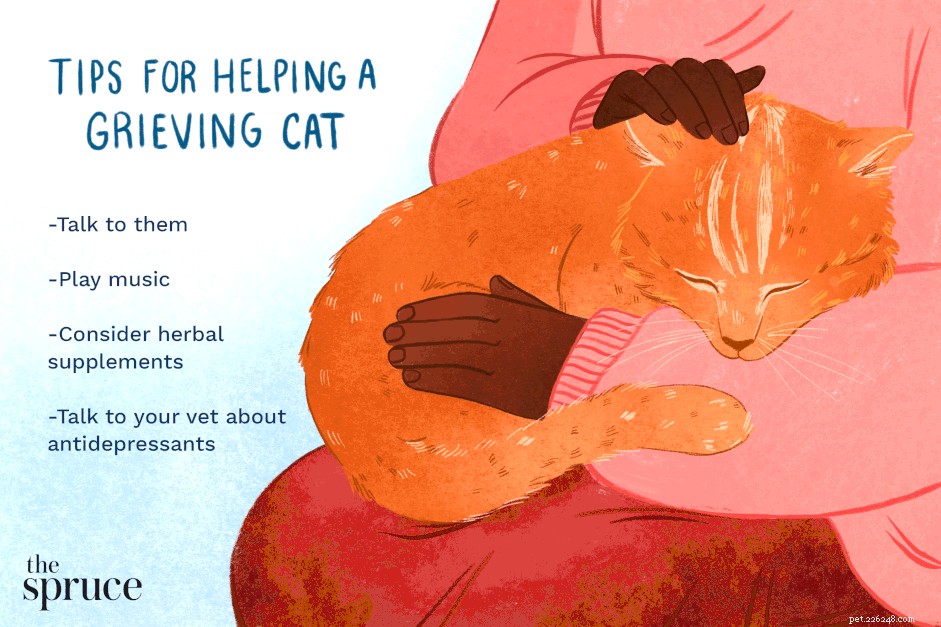 Ajudando gatos a lidar com a perda de animais de estimação