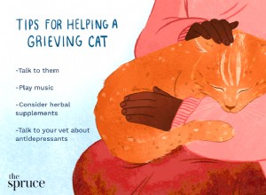 Pomáháme kočkám vyrovnat se se ztrátou domácích mazlíčků
