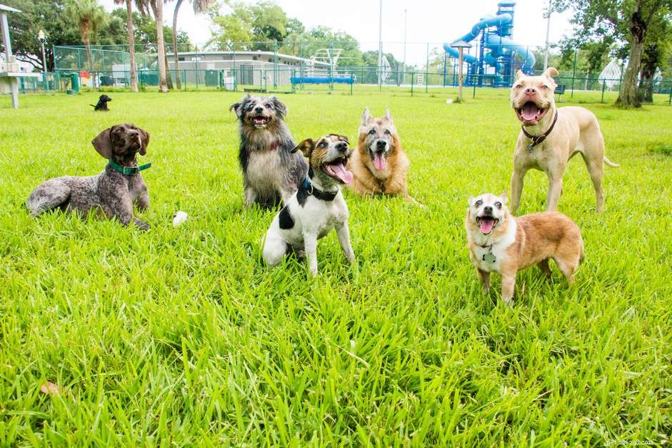 Jak udržet svého psa zdravého a bezpečného ve vašem městském psím parku