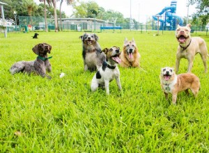 Как обеспечить здоровье и безопасность вашей собаки в парке для собак вашего города
