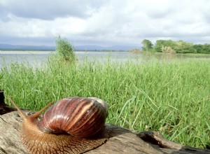 Você deve manter um caracol terrestre africano gigante como animal de estimação?