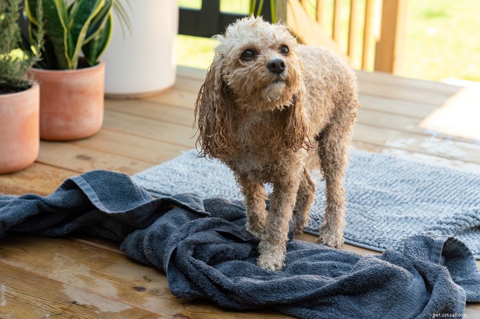あなたの犬を入浴させる方法 