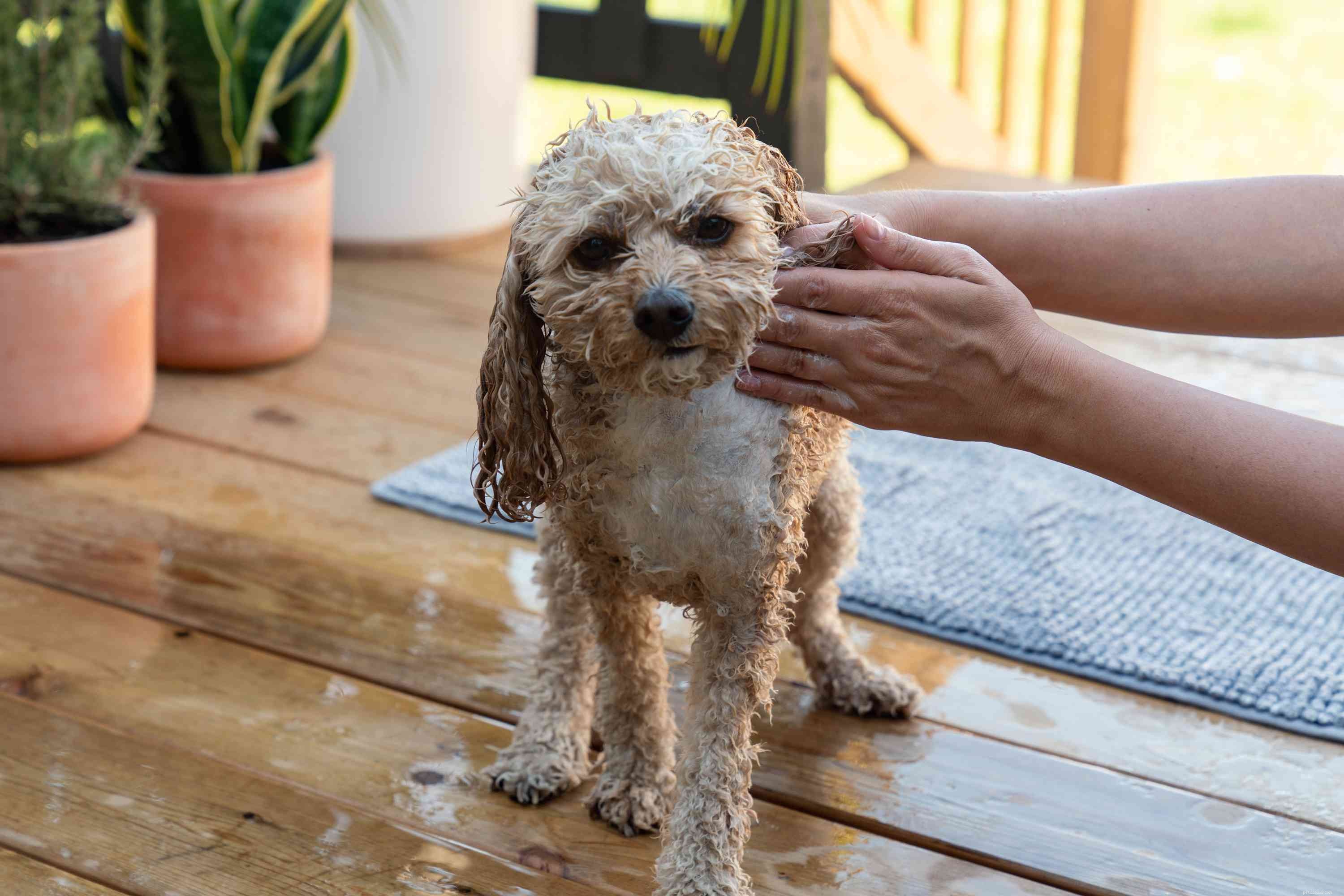 Como dar banho no seu cachorro