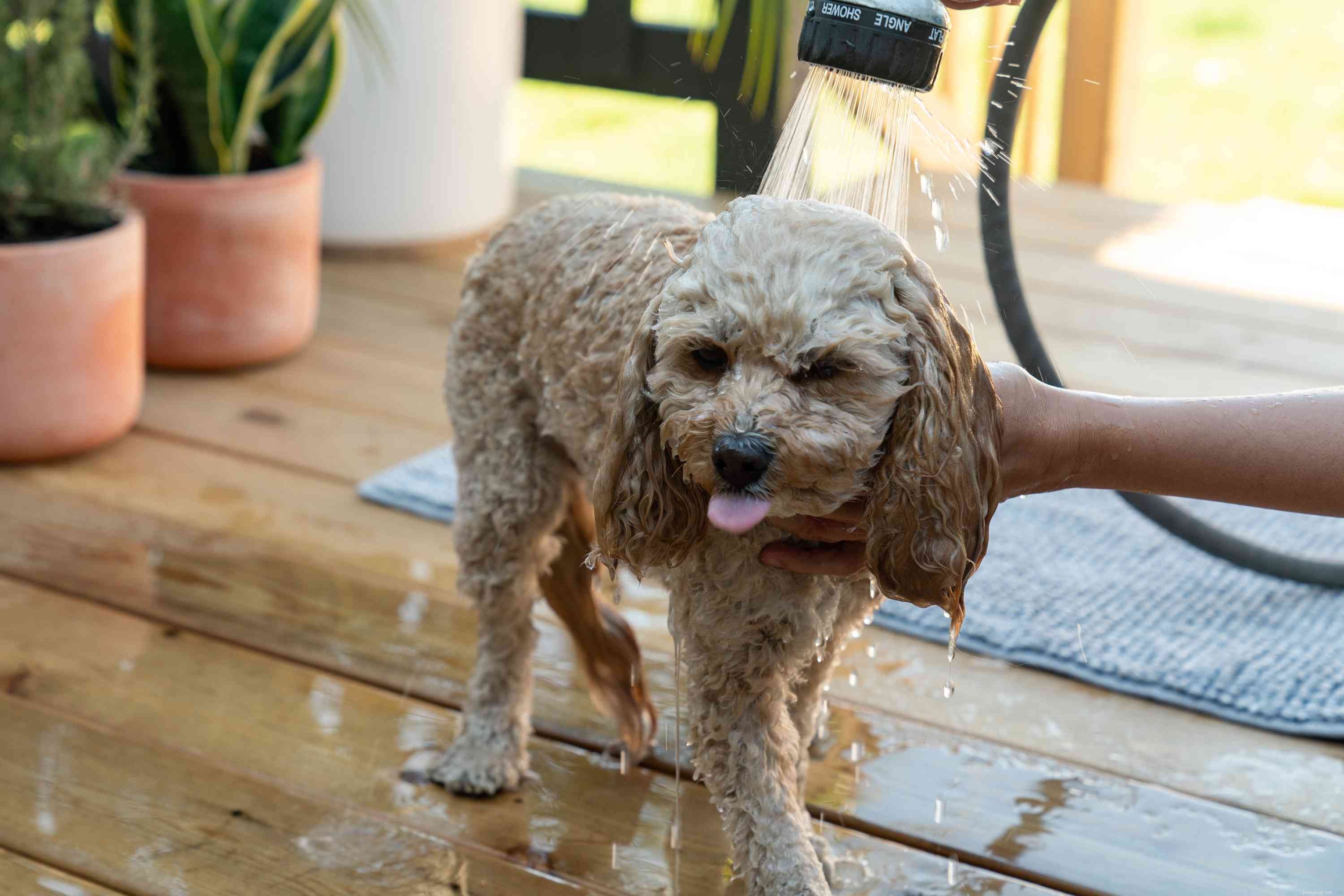 Hoe u uw hond moet wassen