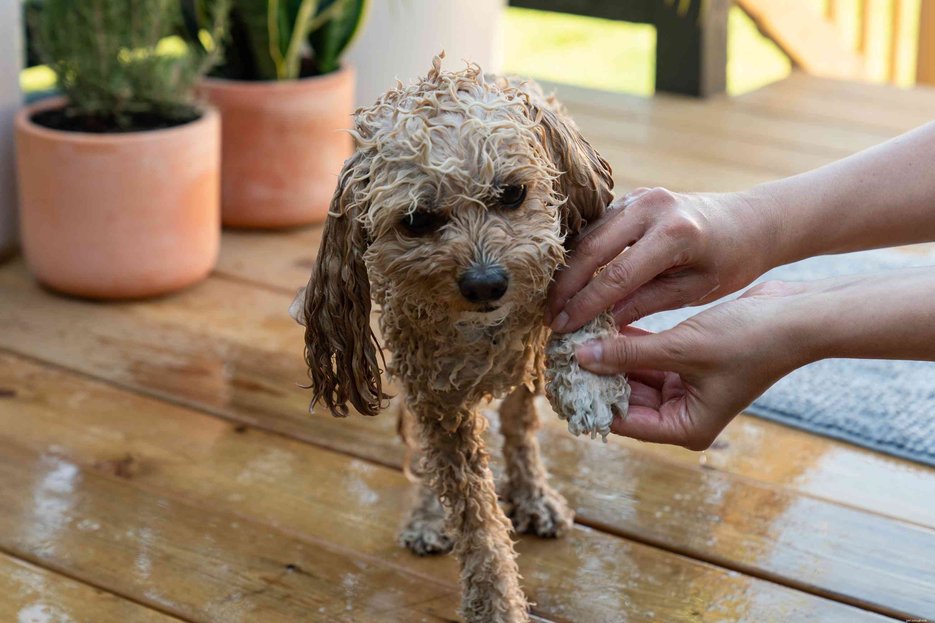 あなたの犬を入浴させる方法 