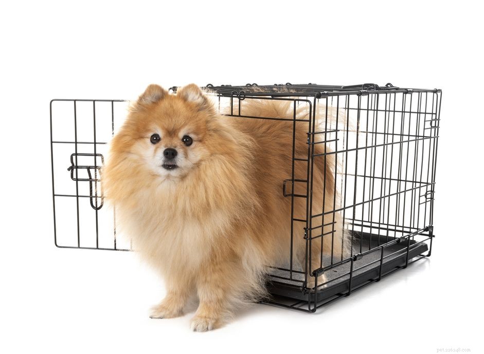 Una guida all acquisto, alla configurazione e alla chiusura di una cassa per cani
